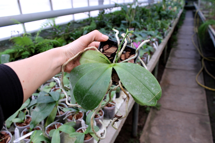 Phalaenopsis Chienlung Mosaics (Yaphon Sir x hieroglyphica)2.JPG