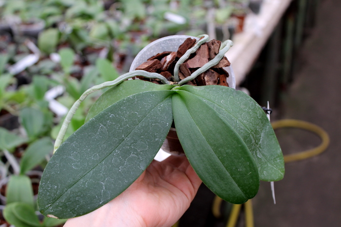 Phalaenopsis equestris alba x Phalaenopsis lindenii.JPG