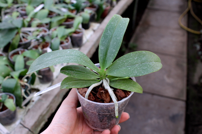 Phalaenopsis micholitzii 'green' x Yaphon Evergreen 'Yaphon'.JPG