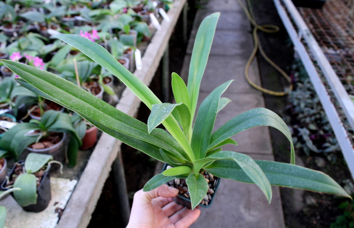 Phragmipedium Inca Fire (Andean Fire x besseae)2.JPG