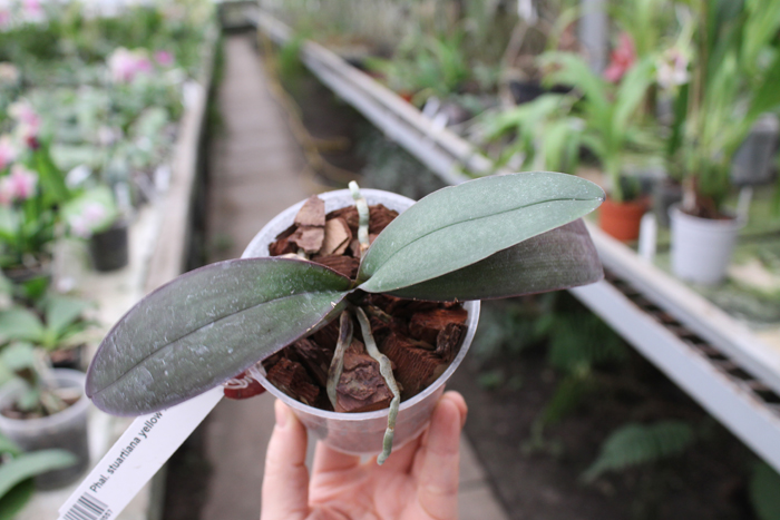 Phalaenopsis stuartiana yellow x sib.jpg