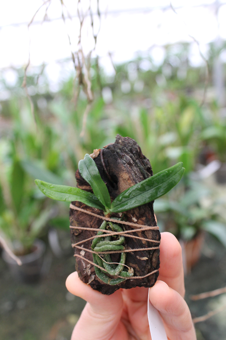 Aerangis rhodosticta.jpg