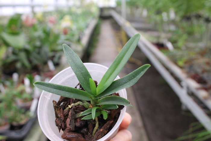 Sarcochilus fitzgeraldii x Fitzhart.jpg