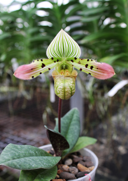 Paphiopedilum venustum.jpg