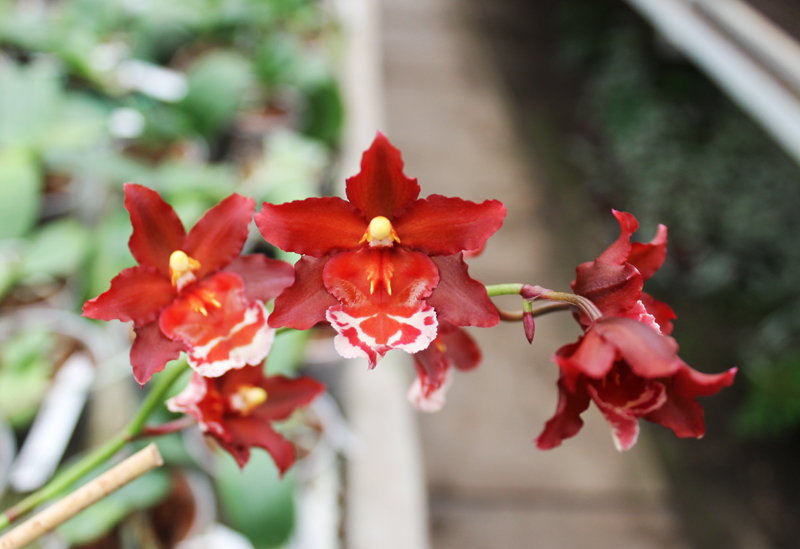 Wilsonara Wicked 'Red Head'.jpg