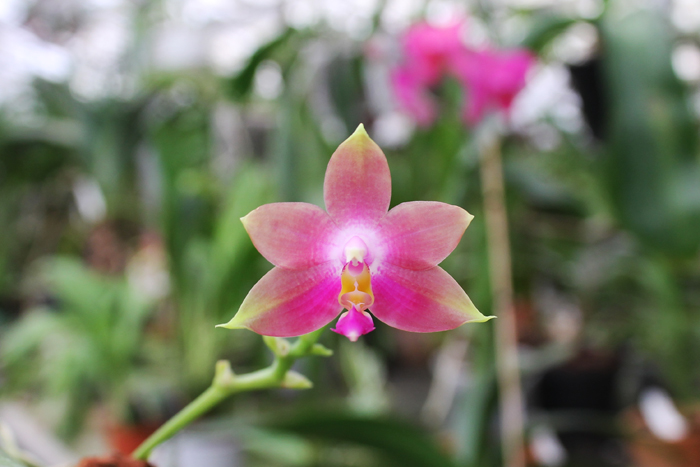 Phalaenopsis Penang Girl.jpg