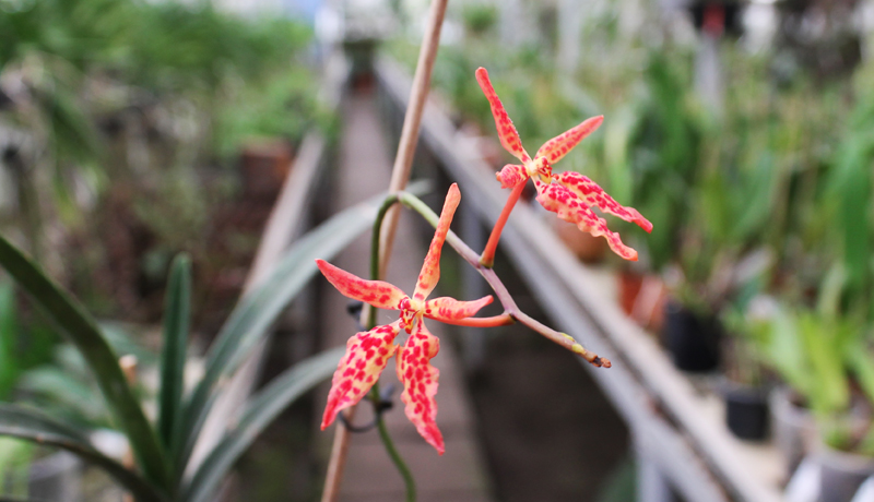 Renanthera matutina.jpg