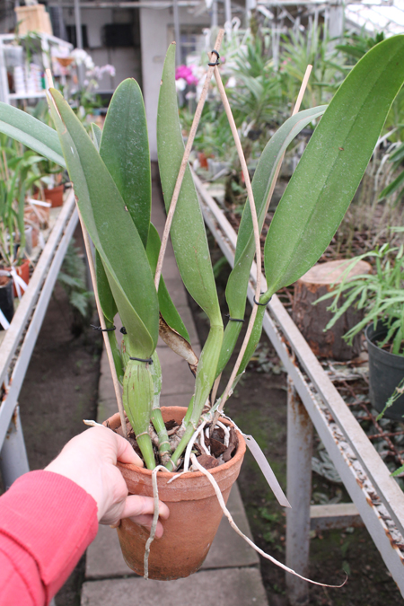 Brassolaeliocattleya Pamela Hetherington.jpg