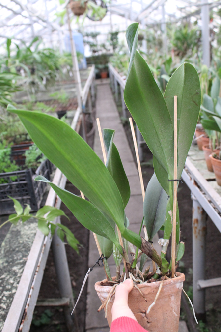 Brassolaeliocattleya Sanyung Ruby 'Kuang Lung' (Waianae Coast x Chia Lin).jpg