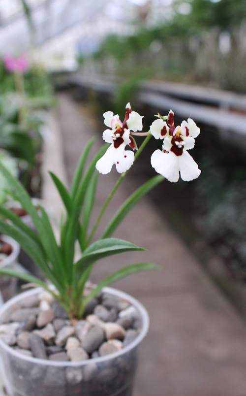 Oncidium (Tolumnia) hybrids.jpg