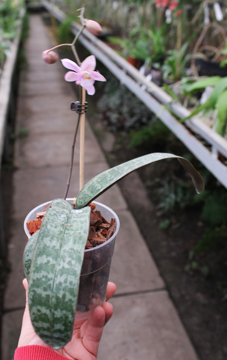 Phalaenopsis schilleriana.jpg