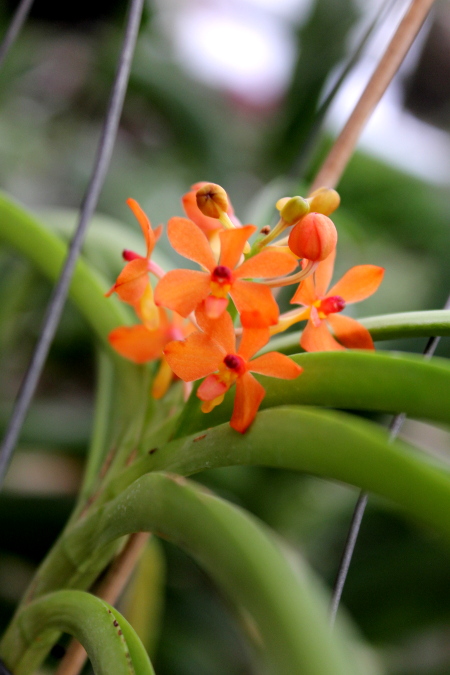 Ascocentrum curvifolium.JPG
