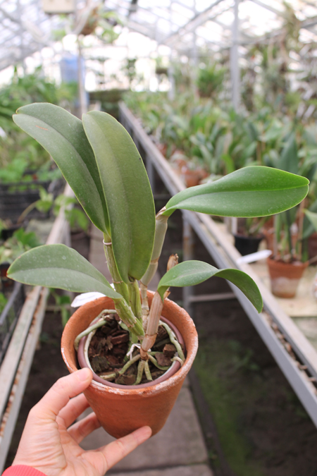 Brassocattleya Cynthia (Brassavola digbyana x Cattleya walkeriana).jpg
