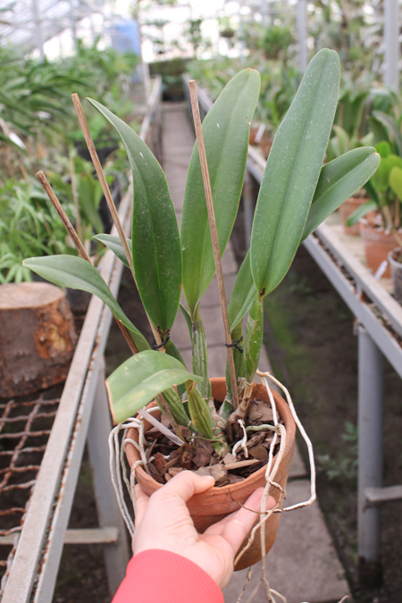 Brassolaeliocattleya Chinese Beauty 'Fire Phoenix'.jpg