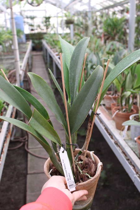 Cattleya Gertrude Hausermann.jpg