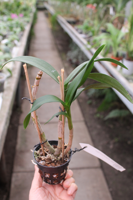 Dendrobium Chao Praya Gem.jpg