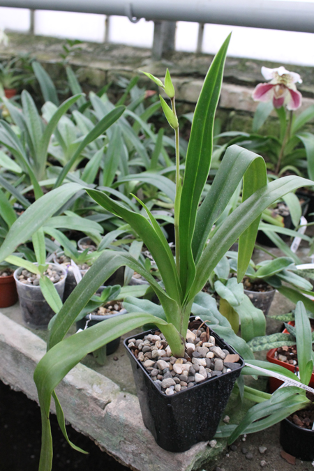 Phragmipedium Andean Fire (besseae x lidleyanum).jpg