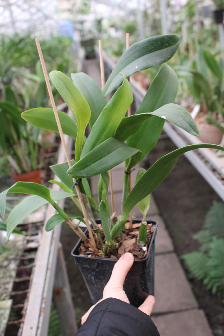 Sophrolaeliocattleya Tutankamen 'Pop'.jpg