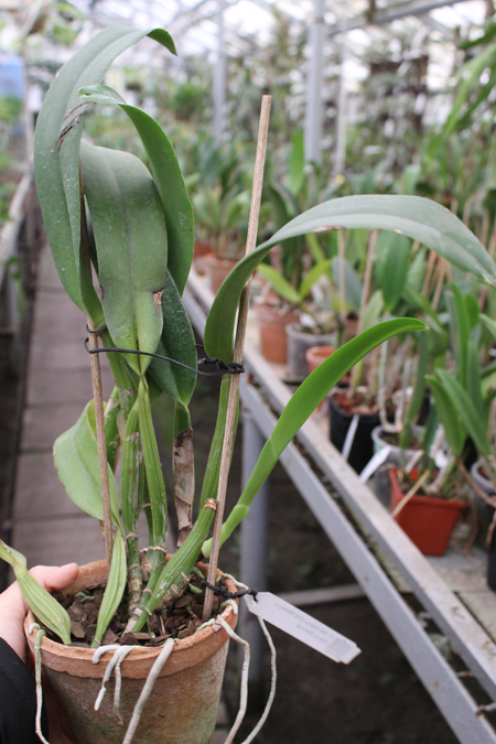 Cattleya Old Sierra (Old Whitey x Sierra Blanca).jpg