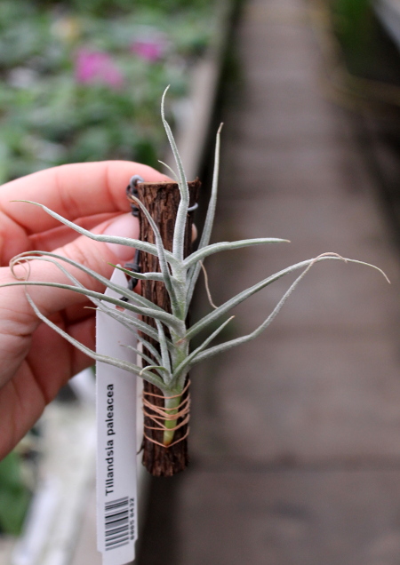 Tillandsia paleacea.JPG