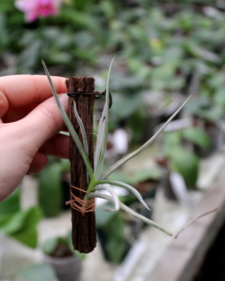 Tillandsia caliginosa.JPG
