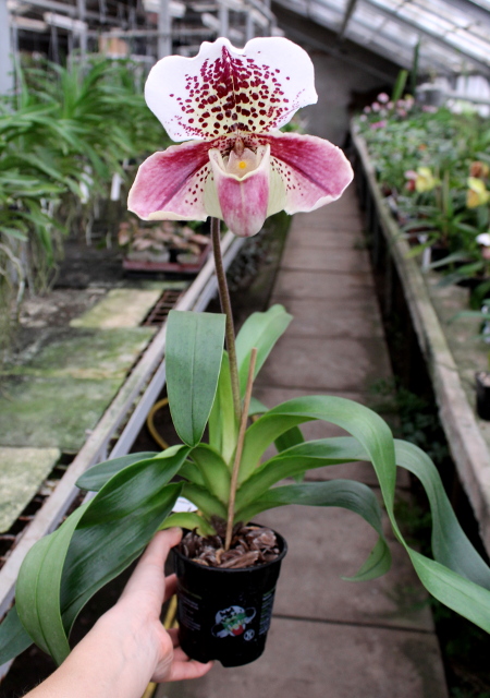 Paphiopedilum Velvet Spot x Lancer.JPG