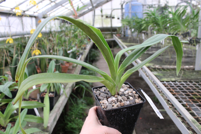 Phragmipedium Andean Fire.jpg