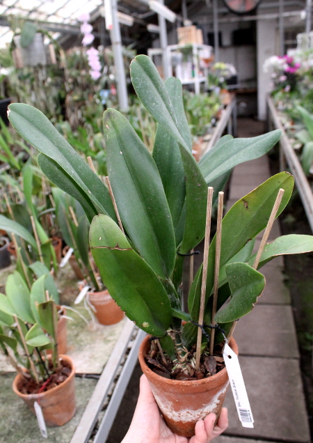 Brassolaeliocattleya Tubtim Siam.JPG