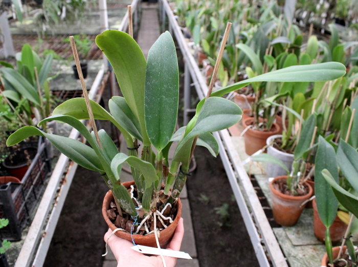 Brassolaeliocattleya Lucky Strike 'Mangkorn'.JPG