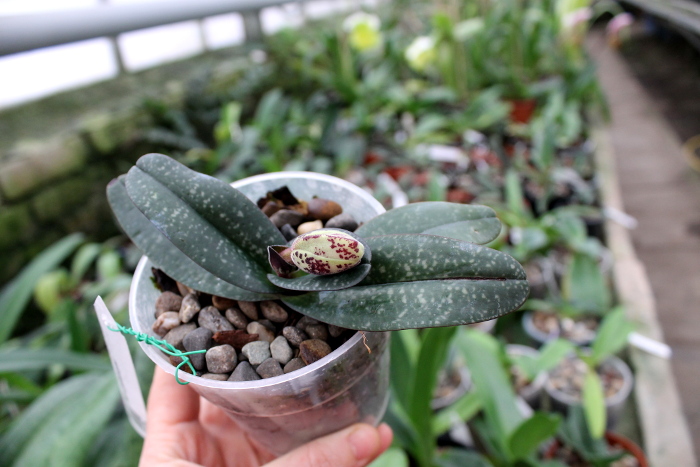Paphiopedilum godefroyae.JPG