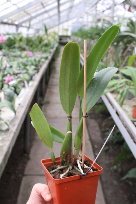 Brassocattleya Chief Pink 'Diana'.jpg