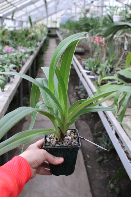 Phragmipedium Inca Fire (Andean Fire x besseae).jpg