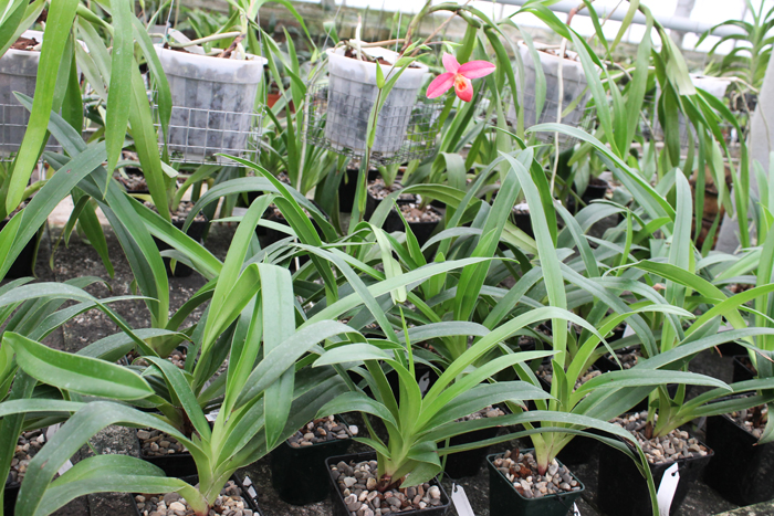 Phragmipedium Inca Fire.jpg