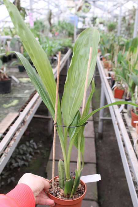 Lycaste Fire Bird.jpg