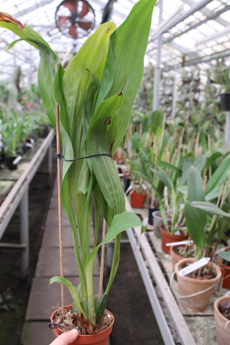 Angulocaste Red Jewel.jpg