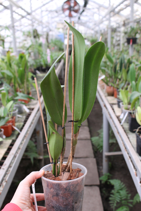 Potinara Chief Sweet Orange 'Sweet Orange'.jpg