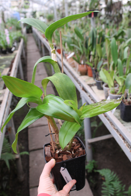 Dendrobium Star Fantasy.jpg