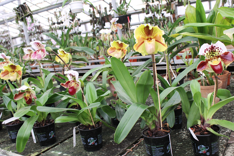 Paphiopedilum.jpg