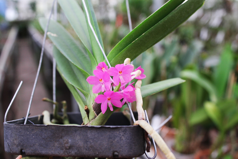 Ascocentrum ampullaceum.jpg