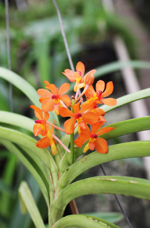 Ascocentrum curvifolium.jpg