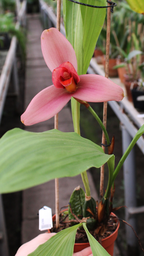 Lycaste Fire Bird.jpg