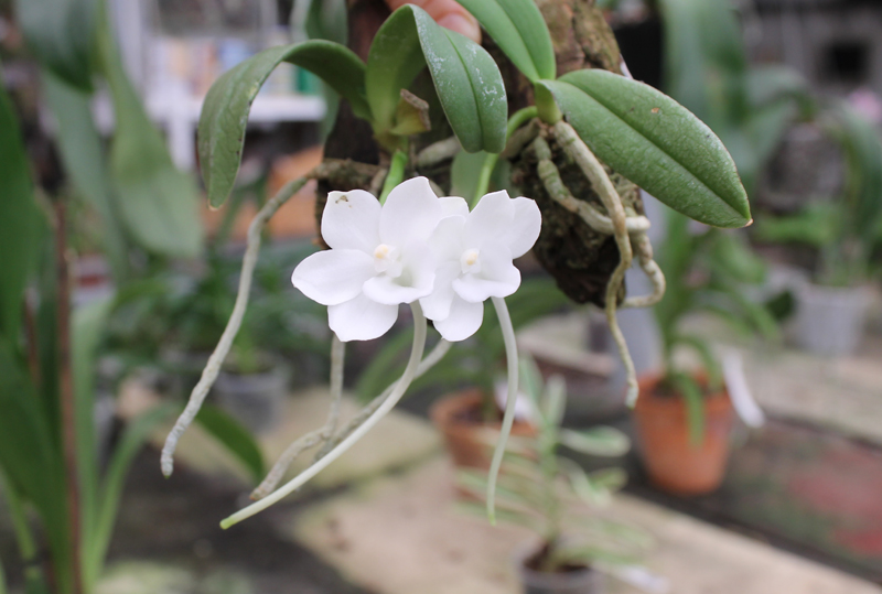 Amesiella philippinensis.jpg