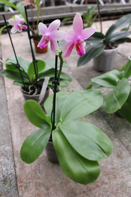 Phalaenopsis Liodoro (Phalaenopsis Deventeriana x Phalaenopsis violacea).jpg