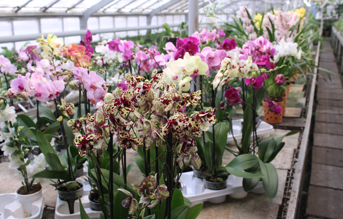 Phalaenopsis hybrid.jpg