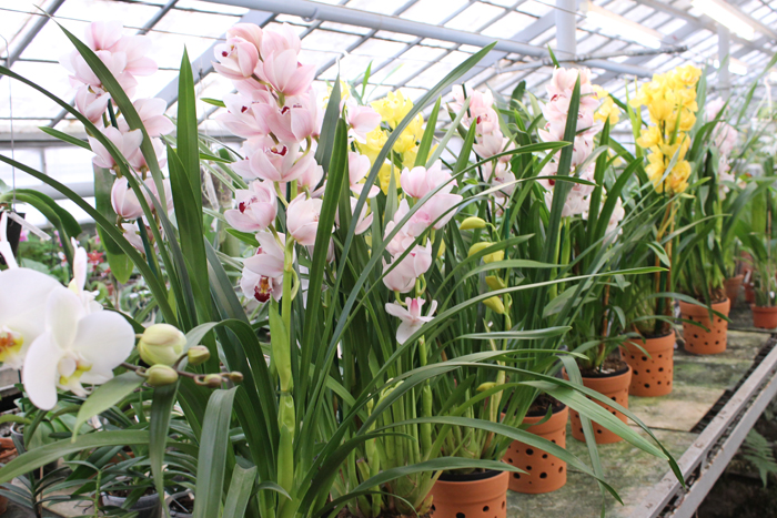 Cymbidium hybrid.jpg
