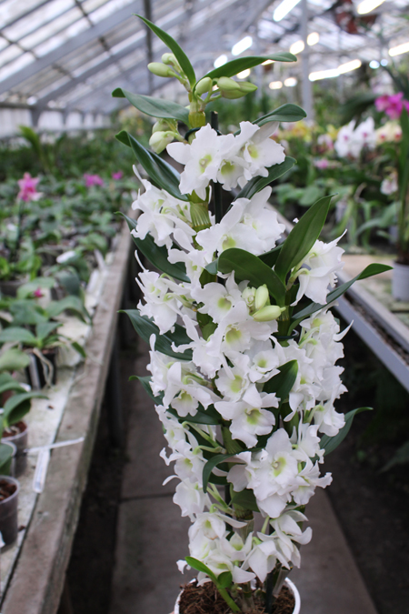 Dendrobium nobile 'Spring Dream Apollon'.jpg