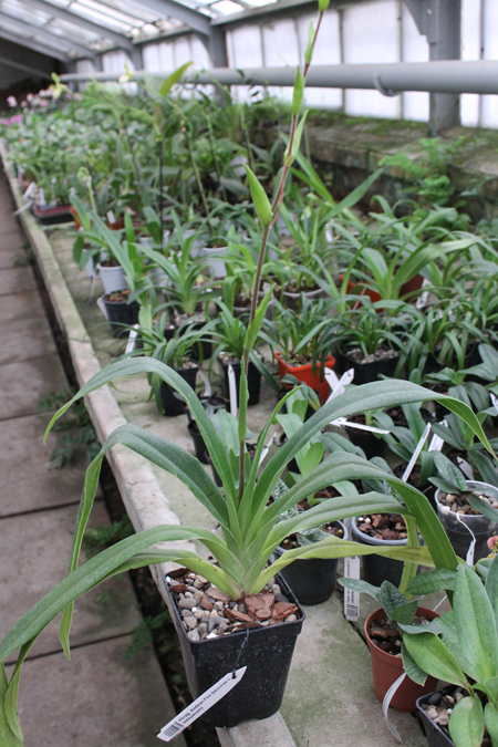 Phragmipedium Andean Fire.jpg