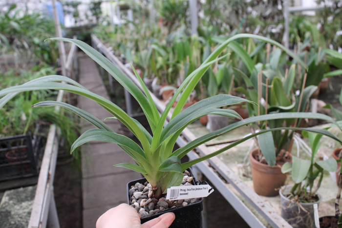 Phragmipedium Inca Fire.jpg