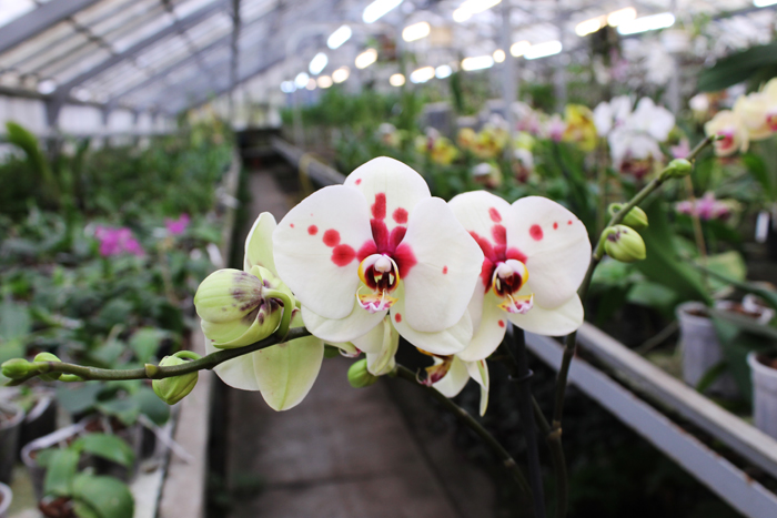 Phalaenopsis hybrid.jpg