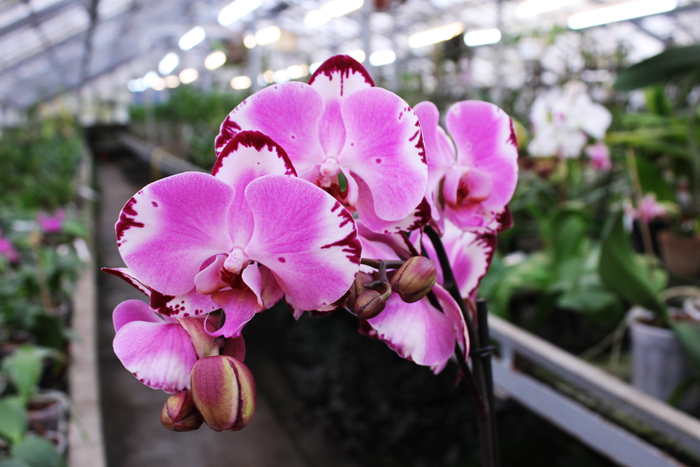 Phalaenopsis hybrid.jpg